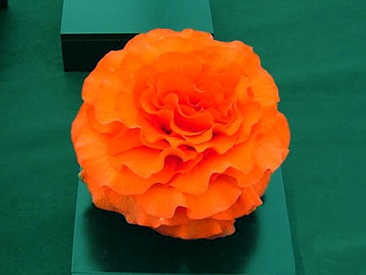 B. ‘Bob's Orange’